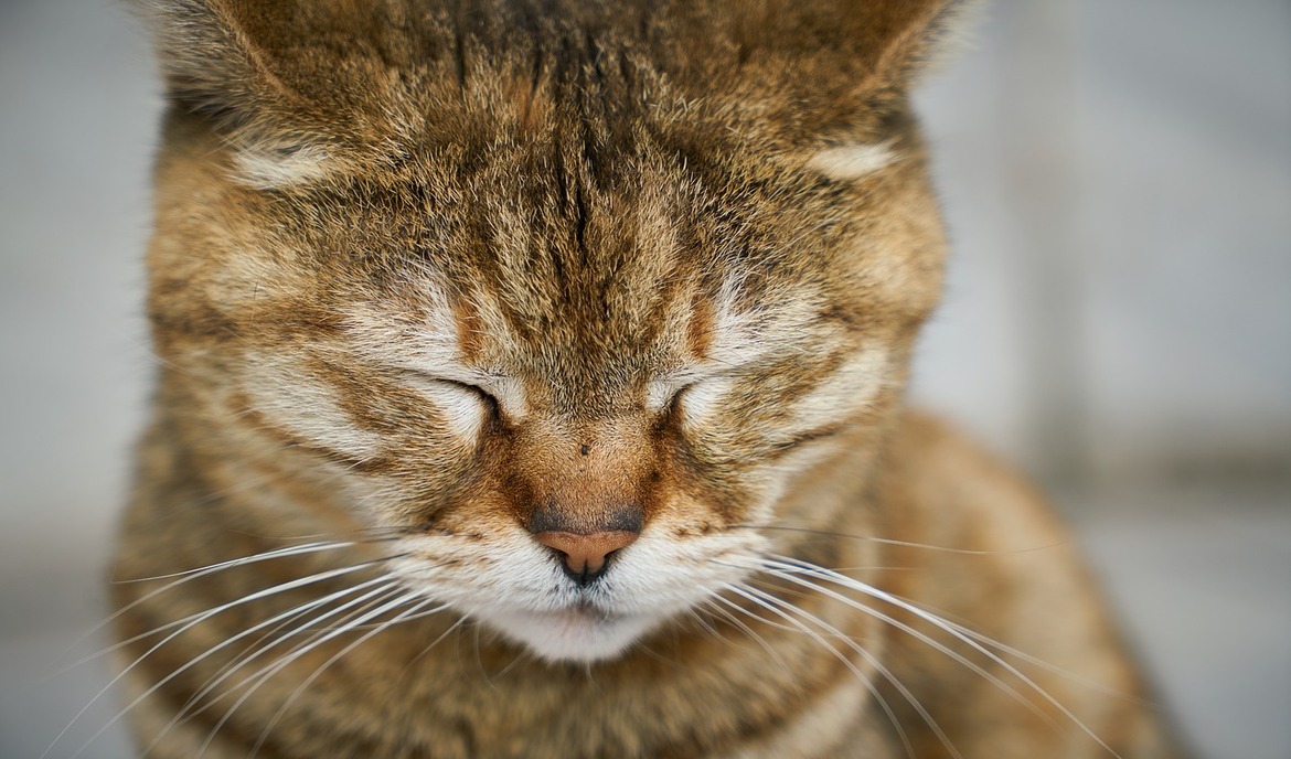 Demenza nei gatti: sintomi e consigli pratici per chi ha un gatto